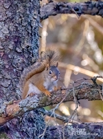 Red Squirrels on Roan Mountain