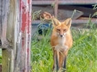 Red Foxes in Carter County